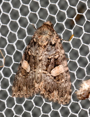 Condica macrosema