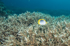 Chaetodon ocellicaudus