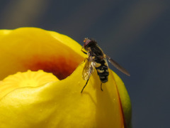 Parhelophilus rex