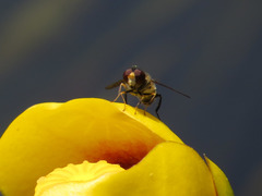 Parhelophilus rex