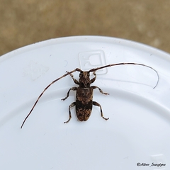 Xenicotela distincta