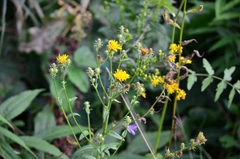 Picris hieracioides