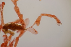 Inocybaceae