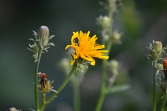 Picris hieracioides