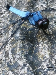 Orthetrum melania