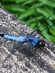 Orthetrum melania