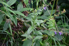 Picris hieracioides