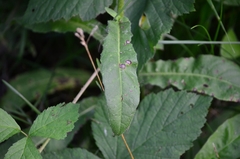 Picris hieracioides