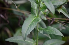 Picris hieracioides