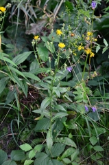 Picris hieracioides