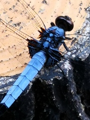 Orthetrum melania