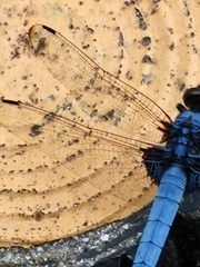 Orthetrum melania