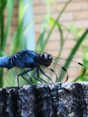 Orthetrum melania