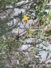 Bossiaea heterophylla