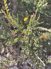 Bossiaea heterophylla