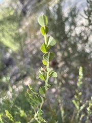 Bossiaea heterophylla