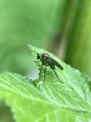 Poecilobothrus nobilitatus