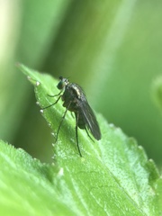 Poecilobothrus nobilitatus