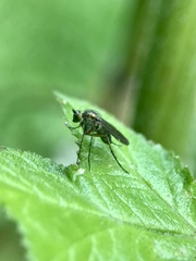 Poecilobothrus nobilitatus