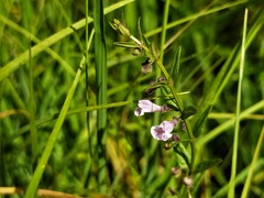 Scutellaria minor