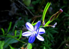 Aristea ensifolia