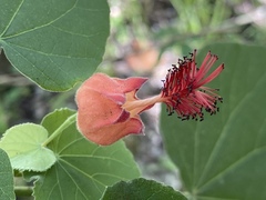Abutilon micropetalum