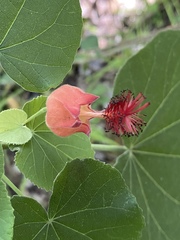 Abutilon micropetalum