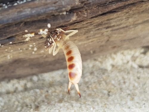 photo of Shore Earwig (Labidura riparia)