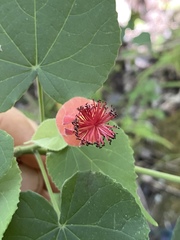 Abutilon micropetalum