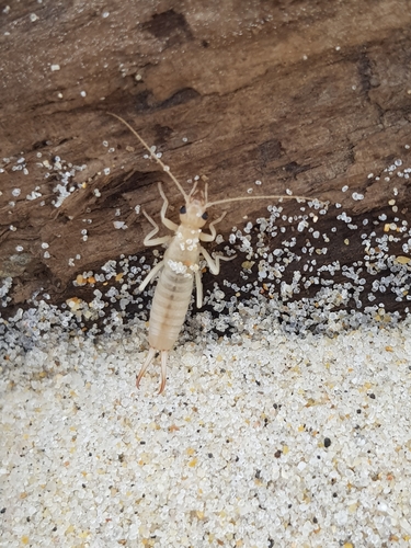 photo of Shore Earwig (Labidura riparia)