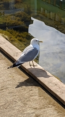 Larus canus