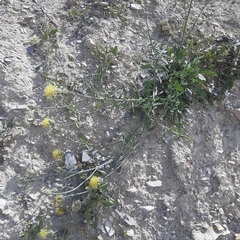 Centaurea salonitana