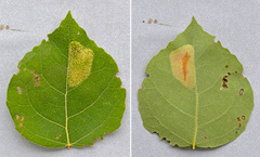 Phyllonorycter sagitella