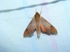 Darapsa myron mexicana