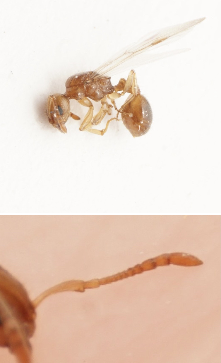 Temnothorax muellerianus