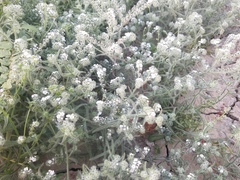 Johnstonella racemosa