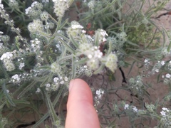 Johnstonella racemosa