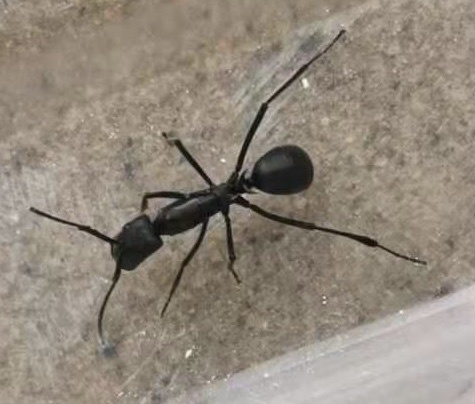 Polyrhachis schellerichae
