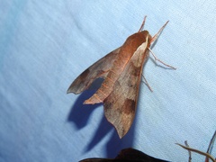 Darapsa myron mexicana