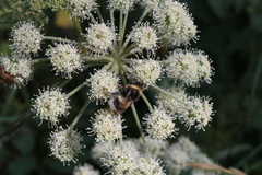 Bombus cryptarum