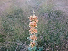 Gentiana lutea aurantiaca