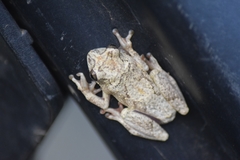 Hyperolius tuberculatus