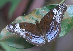 Lebadea martha parkeri