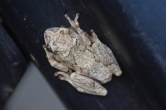 Hyperolius tuberculatus