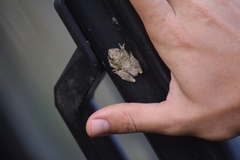 Hyperolius tuberculatus