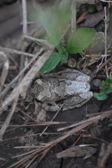 Hyperolius tuberculatus