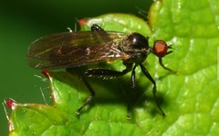 Hybotinae