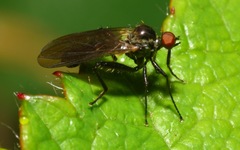 Hybotinae