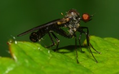 Hybotinae