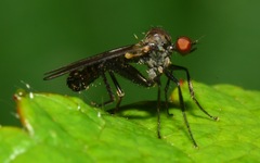 Hybotinae